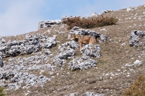 Loup, PNL 2013-2017, proposition, capture